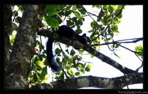 Malabar giant squirrel (Ratufa indica)