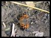 Indian Red admiral